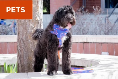 Mobile image of a dog in a Boise State bandana. Tap to shop pet gear.